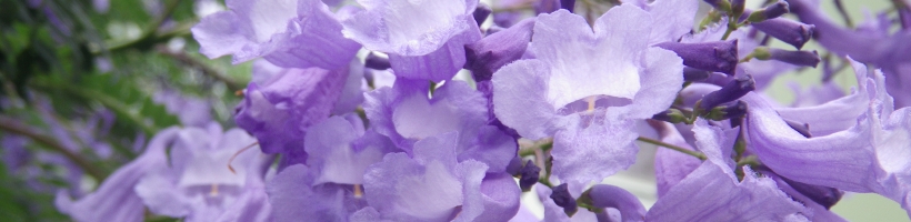 Jacaranda