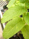 spearmint.jpg